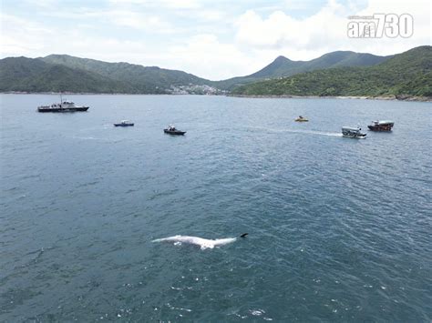 羅開光鯨魚|西貢鯨魚｜大家樂主席坐大帆船觀鯨 船家指包船兩小時最少$3000 